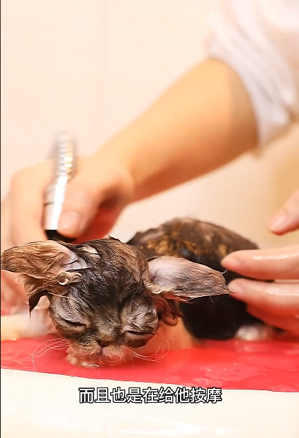 猫打疫苗前能洗澡吗，之后多久能洗澡