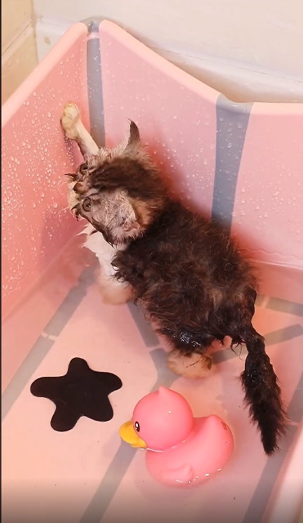 猫打疫苗前能洗澡吗，之后多久能洗澡