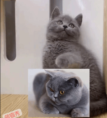 英短有哪些品种和颜色，以及常见的10大种类鉴别