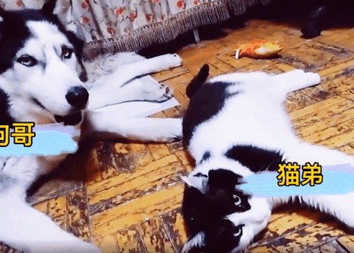 狗哥和猫弟同生共死的故事，这个给我看哭了