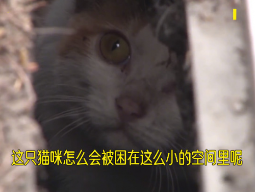 猫咪掉进下水道两个月，小哥哥喂养两个月救援成功