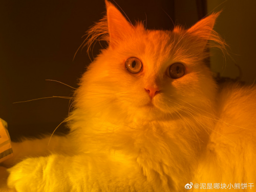 猫咪为什么喜欢看人洗澡？原来只是童心未泯